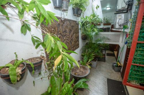 a room filled with lots of potted plants on a wall at Fort Thari Inn in Galle