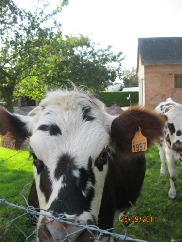 una vaca marrón y blanca parada detrás de una valla en chambre chez l'habitant 2, en Biville-la-Baignarde