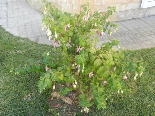 ein kleiner Baum mit rosa Blumen im Gras in der Unterkunft JP Guest House in Aveiro