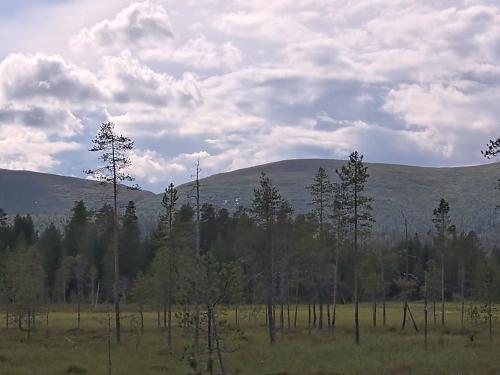 a group of trees in a field with mountains in the background at Holiday Home Tunturitupa kuolpuna by Interhome in Raattama