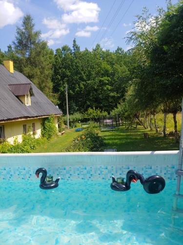 two swans swimming in a swimming pool at Agroturystyka Zacisze in Gorzanów