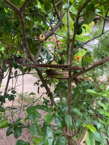 two birds sitting on a branch of a tree at Hostal Maria in Rivas