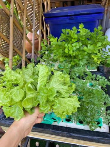 a person holding a bunch of green lettuce at Sean Sabai Home e Ristobar in Taling Ngam Beach