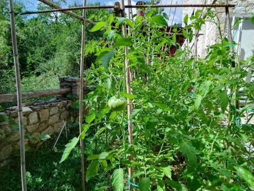 a tomato plant is growing in a garden at Alseides Boutique Hotel & Spa in Elatochori