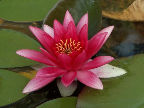 a pink water lily sitting in the water at Jasper Way Inn Resort & Campground in Clearwater