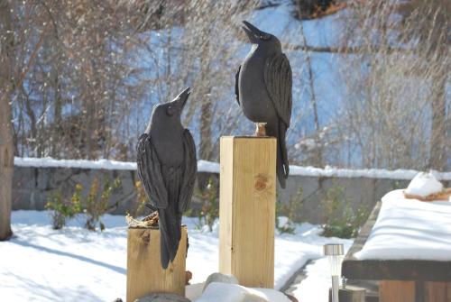 two birds sitting on a wooden post in the snow at Aquarell Apartments in Saas-Grund