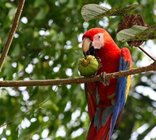 a red and blue bird sitting on a tree branch at Ceiba lodge in Drake