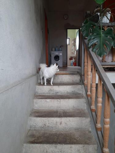 Beautiful 2 room apartment 5 Minutes from Center of Shkodra - Image 7