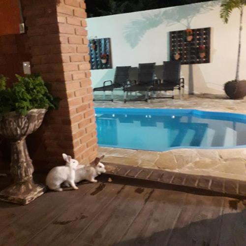 two cats sitting next to a swimming pool at Pousada Flores em Vida in Olímpia