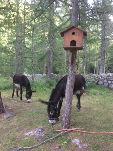 Gallery image of Hotel Miravalle in Courmayeur