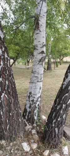 two trees in a park next to each other at Kremna Cottage in Kremna