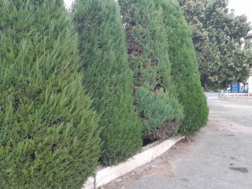 a row of evergreen trees in a parking lot at Azimut in Jalal-Abad