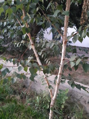 a branch of a tree with green leaves at Azimut in Jalal-Abad