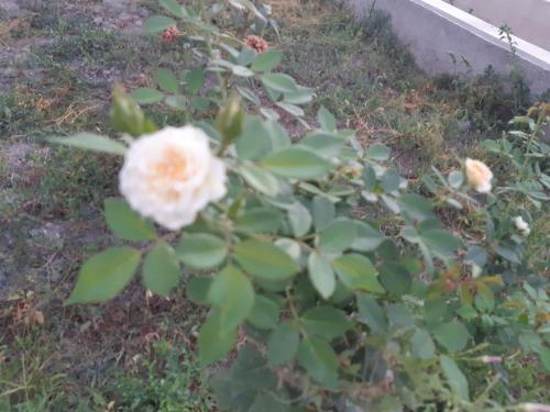 a white rose on a plant with green leaves at Azimut in Jalal-Abad