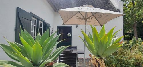 a white house with an umbrella and some plants at De Kloof Heritage Estate and Wellness in Swellendam