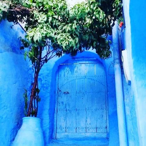 a tree in front of a blue door at Casa Plasa Grande chefchaouen in Chefchaouene