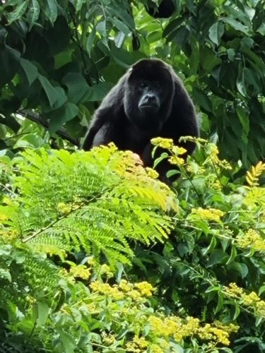 a black ape sitting in the bushes at casa de playa Paraíso terrenal in San Juanillo