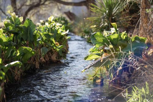 a small stream in a jungle with plants at Sala de Payogasta in Payogasta