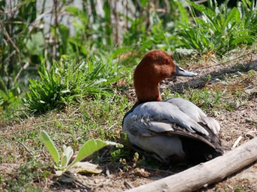 Animaux dans la maison d'hôtes ou à proximité