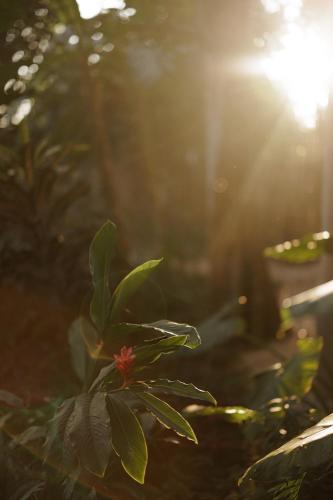 a close up of a plant with the sun in the background at Casona los Cedros in Espita