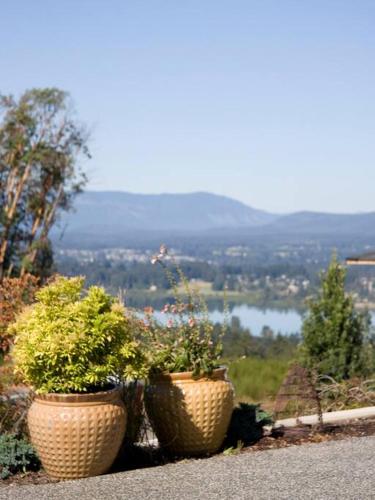 three potted plants sitting on the side of a road at M&M's Maple Bay Mountain Guesthouse in Duncan