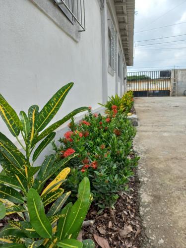 a row of flowers and plants next to a building at Habitaciones Grupales in Playas
