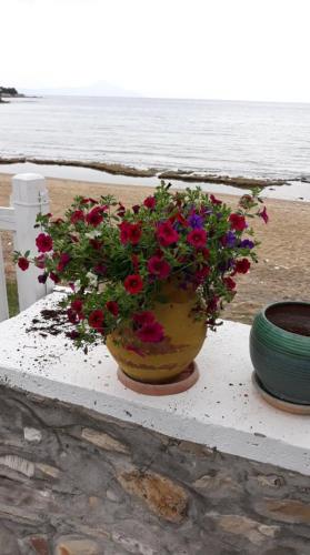 a vase filled with flowers sitting on a ledge near the beach at House Kokkalas on the beach in Pyrgadikia