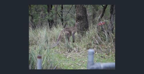 Animais na casa de férias ou nos arredores