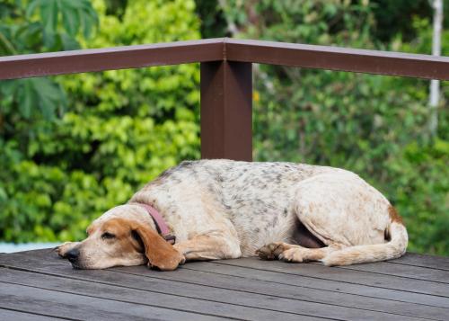 a brown and white dog laying on a wooden bench at Hotel Finca Maresia in Drake