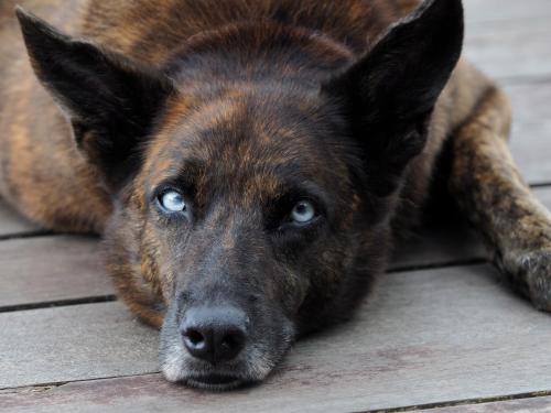 a dog with blue eyes laying on the floor at Hotel Finca Maresia in Drake