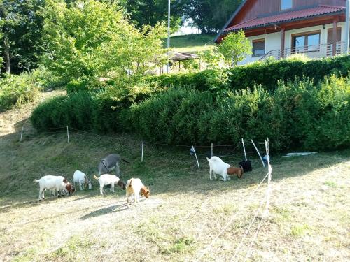 Animales en la casa o chalet o alrededores