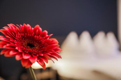 eine rote Blume vor einem weißen Objekt in der Unterkunft Hotel Monopol in Hilden