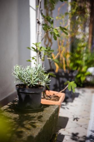 Ein Garten an der Unterkunft Vila Witke