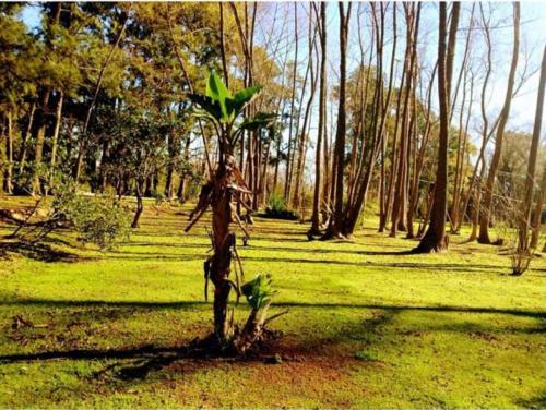 a person standing next to a tree in a field at Cabañas Isla San Jose in Tigre