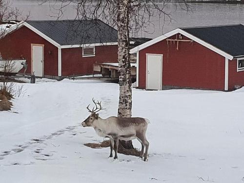 a deer standing in the snow next to a tree at Off-the-grid cabin on the island of Senja in northern Norway in Vangsvik