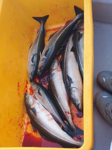 a tray of fish sitting on a table at Off-the-grid cabin on the island of Senja in northern Norway in Vangsvik