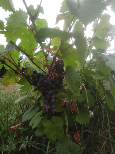 a bunch of black grapes hanging from a tree at Zakątek Włóczykija in Cisna