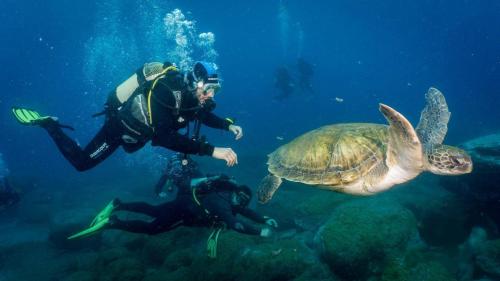 Fer snorkel o submarinisme a l'habitació en casa particular o a prop