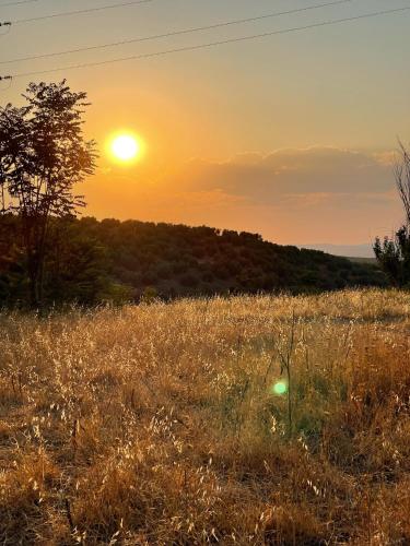 a field of tall grass with the sunset in the background at Casa Rural La Moraleja in Villanueva del Arzobispo