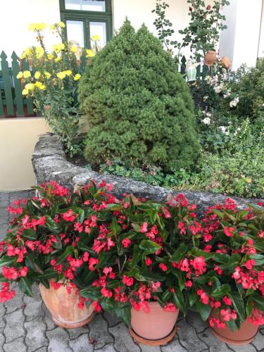 a group of flowers in pots in a garden at Falubíró Vendégháza in Bekölce
