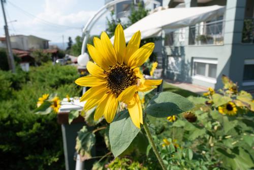 a yellow sunflower in front of a house at Apollon house in Volos