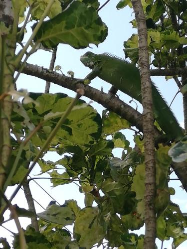 a lizard is sitting on a tree branch at Hotel Campestre Arboretto in Villavicencio