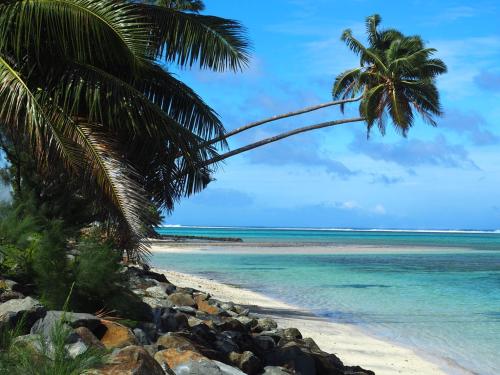 a beach with a palm tree and the ocean at 'ARE PEPE one bedroom container style unit in Rarotonga