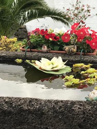 a pond with flowers and plants in a garden at Charming green country house in Laseira