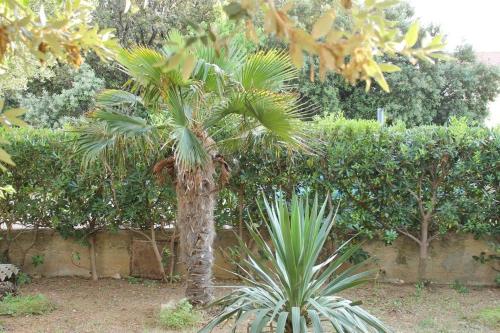 Κήπος έξω από το Apartments by the sea Mandre, Pag - 14918