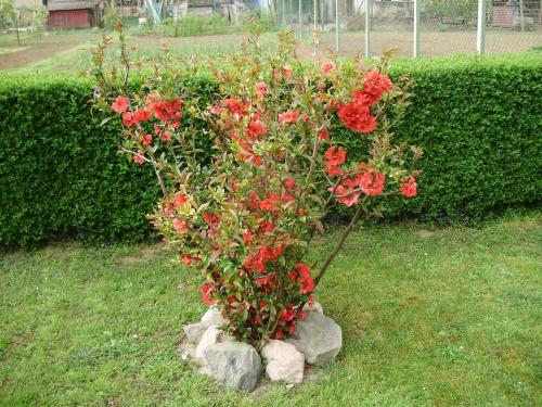 ein kleiner Busch voller roter Blumen in einem Felsen in der Unterkunft Twin Room Knezevi Vinogradi 15024d in Kneževi Vinogradi