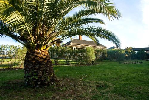 a palm tree in a field with a house in the background at Hermitage Hill Country Retreat in Wellington