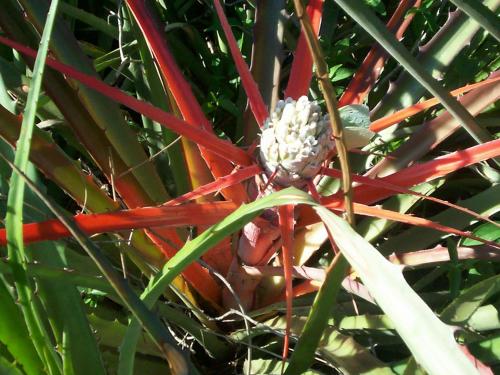 a close up of a plant with red flowers at Hotel de Campo El Rebenque in Aviá Terai