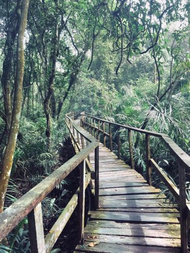 a wooden bridge in a forest with trees at Luxury Apartments in Lagos