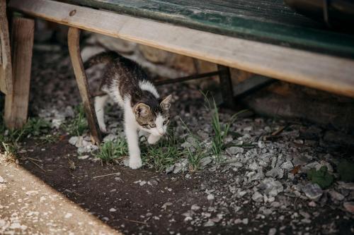 a cat walking under a bench at Hotel Lerch in Sankt Johann im Pongau